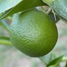 CLEMENTINE COMUNE