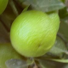 CLEMENTINE COMUNE