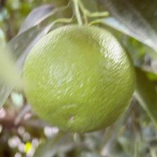 CLEMENTINE COMUNE