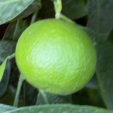 CLEMENTINE COMUNE