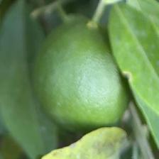 CLEMENTINE COMUNE