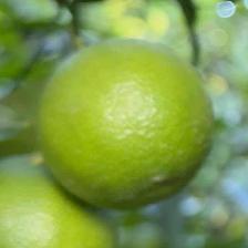 CLEMENTINE COMUNE