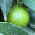 CLEMENTINE COMUNE