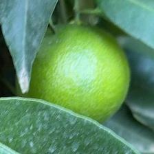 CLEMENTINE COMUNE