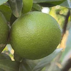 CLEMENTINE COMUNE