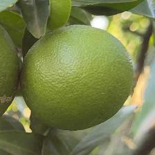CLEMENTINE COMUNE