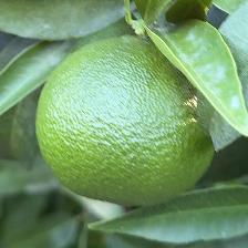 CLEMENTINE COMUNE