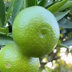 CLEMENTINE COMUNE