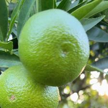 CLEMENTINE COMUNE