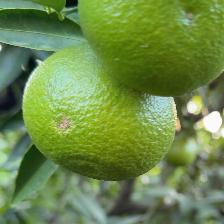 CLEMENTINE COMUNE