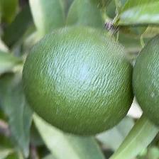 CLEMENTINE COMUNE