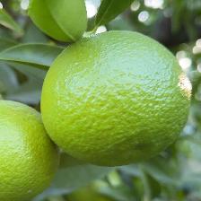 CLEMENTINE COMUNE