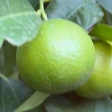CLEMENTINE COMUNE