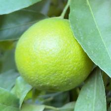 CLEMENTINE COMUNE