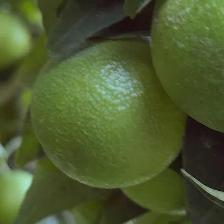 CLEMENTINE COMUNE