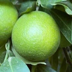CLEMENTINE COMUNE