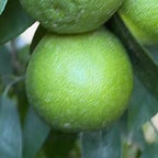 CLEMENTINE COMUNE