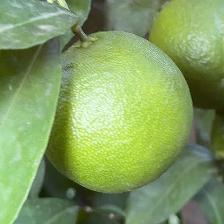 CLEMENTINE COMUNE