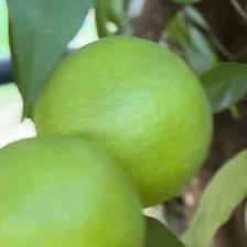 CLEMENTINE COMUNE