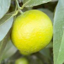 CLEMENTINE COMUNE