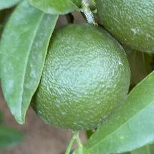 CLEMENTINE COMUNE