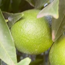 CLEMENTINE COMUNE