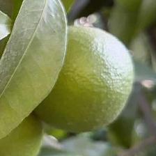 CLEMENTINE COMUNE