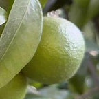 CLEMENTINE COMUNE
