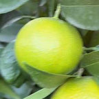 CLEMENTINE COMUNE