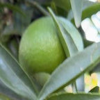 CLEMENTINE COMUNE