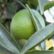 CLEMENTINE COMUNE