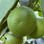 CLEMENTINE COMUNE