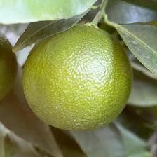 CLEMENTINE COMUNE