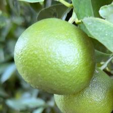 CLEMENTINE COMUNE