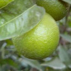 CLEMENTINE COMUNE