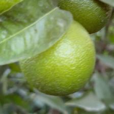 CLEMENTINE COMUNE