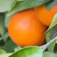 MANDARINO FORTUNE