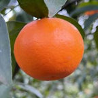 MANDARINO FORTUNE