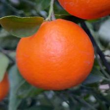 MANDARINO FORTUNE