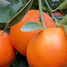 MANDARINO FORTUNE