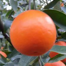MANDARINO FORTUNE