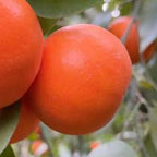 MANDARINO FORTUNE