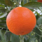 MANDARINO FORTUNE