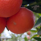 MANDARINO FORTUNE
