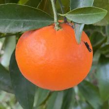 MANDARINO FORTUNE