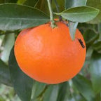 MANDARINO FORTUNE