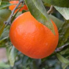 MANDARINO FORTUNE