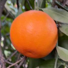 MANDARINO FORTUNE