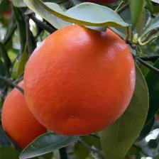 MANDARINO FORTUNE
