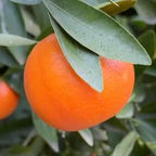 MANDARINO FORTUNE